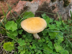 Stropharia coronilla