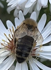 Apis mellifera