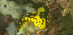 Notodoris