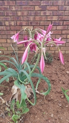 Crinum