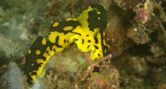 Notodoris