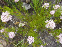 Serruria rubricaulis