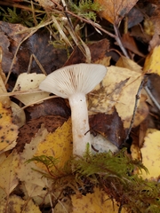 Lactarius vietus