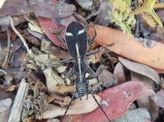 Cypholoba graphipteroides