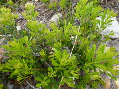 Morella quercifolia