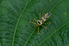 Armillatus