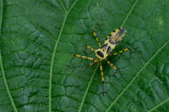 Armillatus