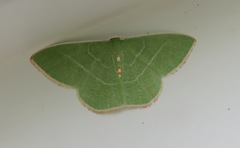 Nemoria rubrifrontaria