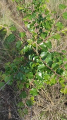 Ziziphus mucronata