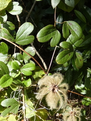Clematis reticulata
