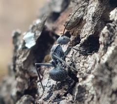 Polyrhachis schistacea