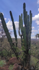 Cereus jamacaru