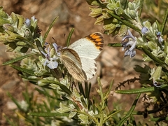 Colotis evagore
