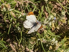 Colotis evagore