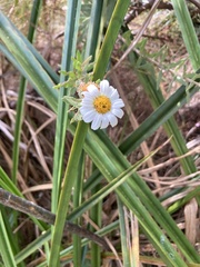 Osmitopsis asteriscoides