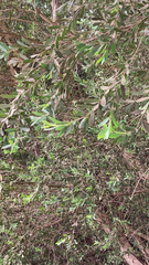 Leptospermum laevigatum