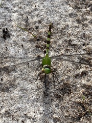 Erythemis vesiculosa
