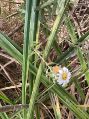 Osmitopsis asteriscoides