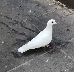 Columba livia domestica
