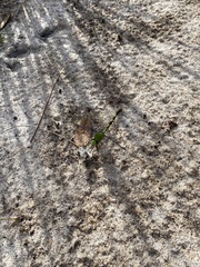 Erythemis vesiculosa