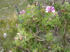 Pelargonium
