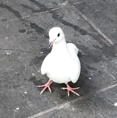 Columba livia domestica