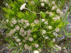 Serruria ascendens