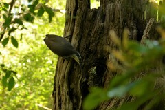 Ptiloris paradiseus