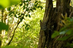 Ptiloris paradiseus