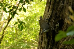 Ptiloris paradiseus