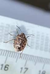 Holcogaster fibulata