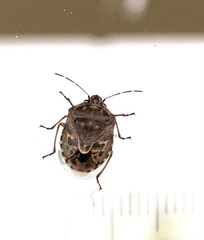 Holcogaster fibulata