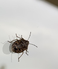 Holcogaster fibulata