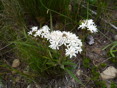 Corymbium villosum