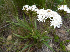 Corymbium villosum