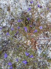 Trichostema setaceum