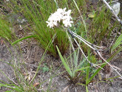 Corymbium villosum