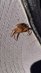 Xysticus