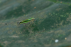 Sibovia sagata