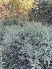 Hypericum densiflorum interior