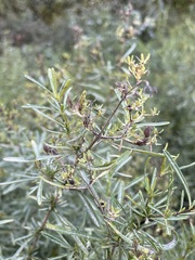 Hypericum densiflorum interior