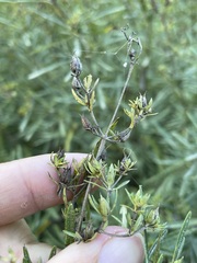 Hypericum densiflorum interior
