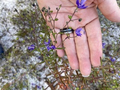 Trichostema setaceum