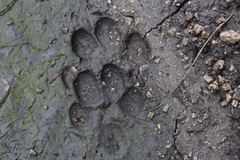 Canis lupus image