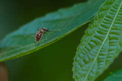 Aedes scapularis