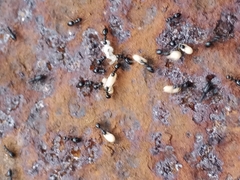Formicinae