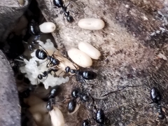 Formicinae