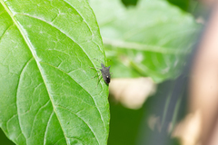 Proxys albopunctulatus
