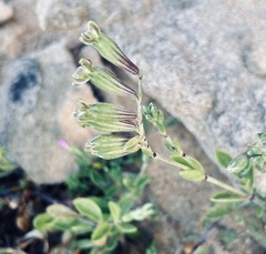 Silene crassifolia