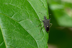 Proxys albopunctulatus
